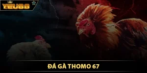 Đá gà Thomo 67