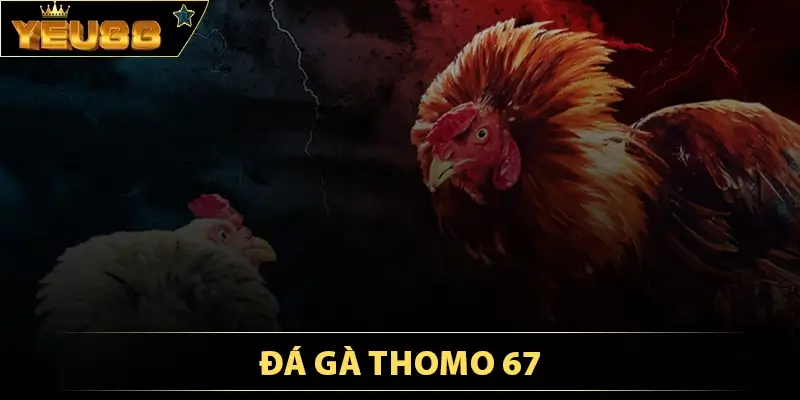 Đá gà Thomo 67